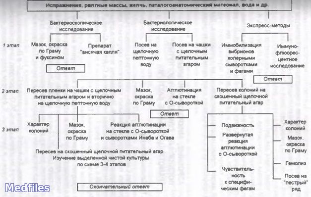 Микробиологическая диагностика холеры. Бактериологическая диагностика холеры схема. Микробиологическая диагностика холеры микробиология. Бактериологический метод диагностики холеры. Схема микробиологического исследования при холере.